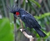 Cute-Looking-Black-Palm-Cockatoo